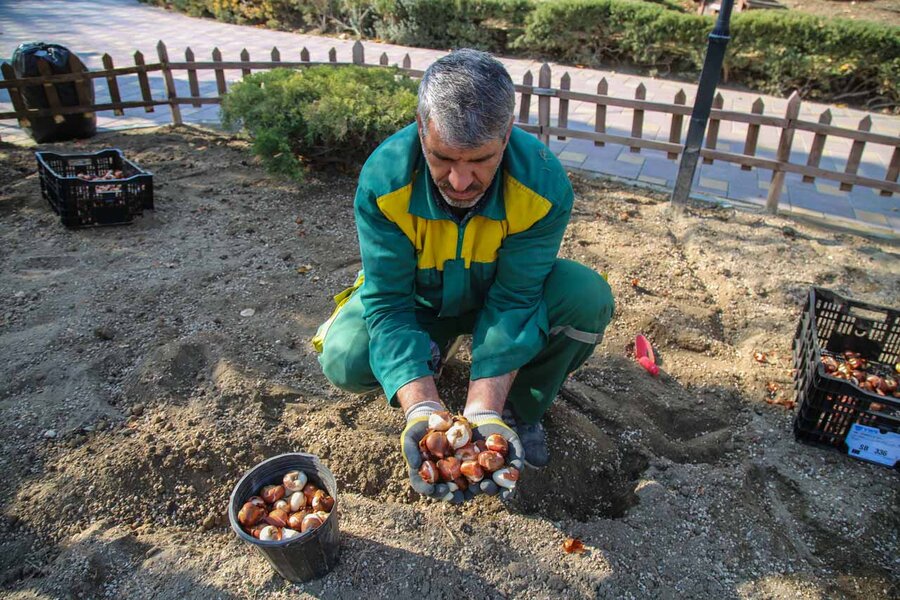 کاشت بیش از۱۵۰ هزار پیاز لاله در باغ گلهایِ کرج آغاز شد