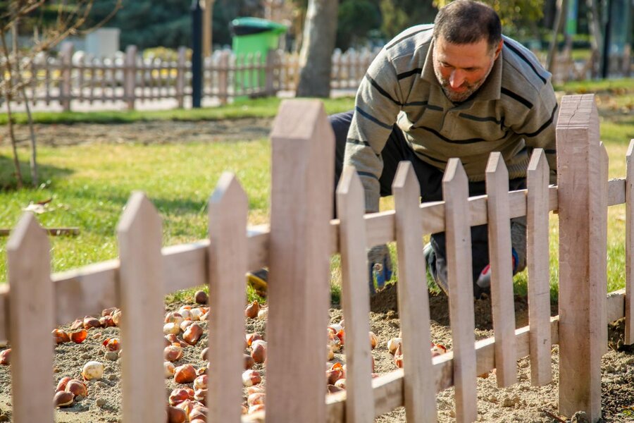 کاشت بیش از۱۵۰ هزار پیاز لاله در باغ گلهایِ کرج آغاز شد