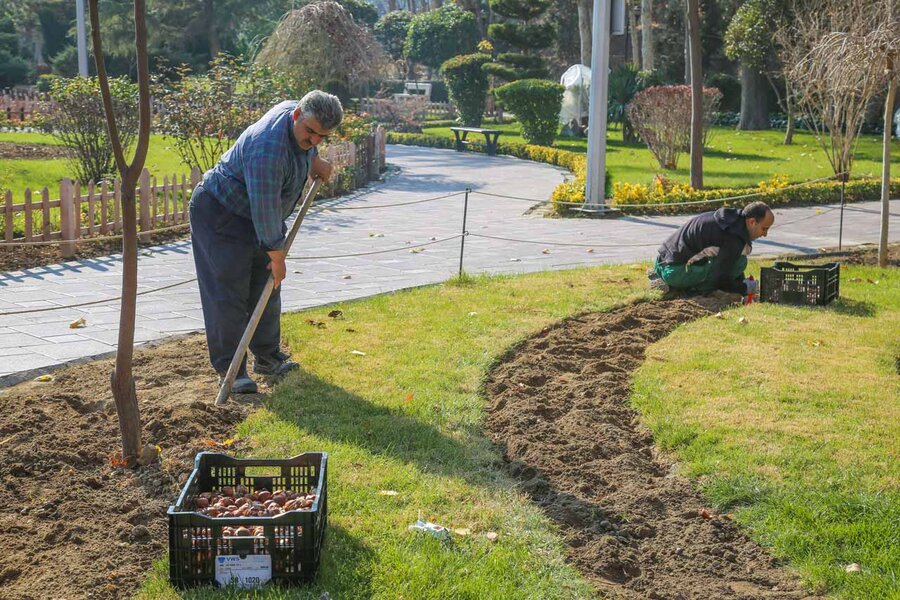 کاشت بیش از۱۵۰ هزار پیاز لاله در باغ گلهایِ کرج آغاز شد