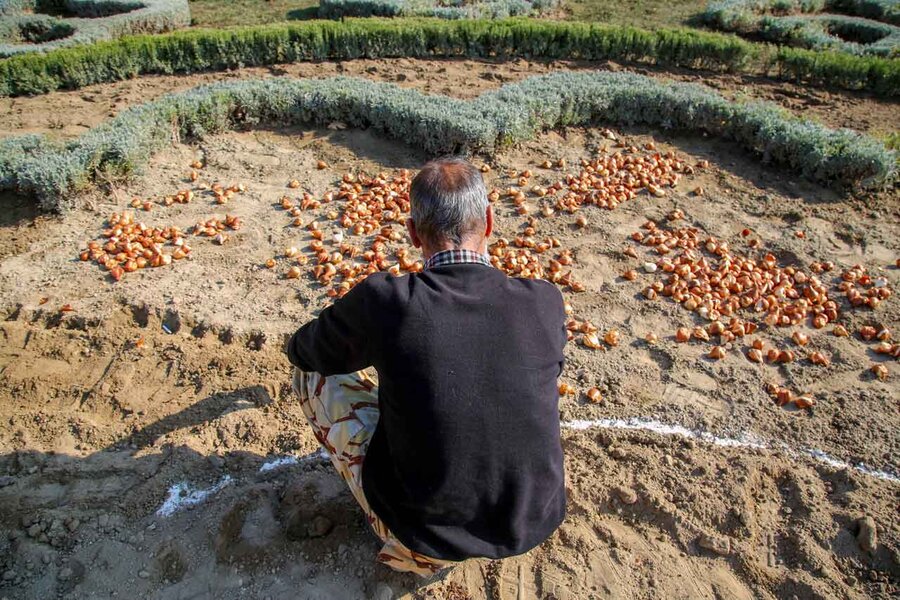 کاشت بیش از۱۵۰ هزار پیاز لاله در باغ گلهایِ کرج آغاز شد