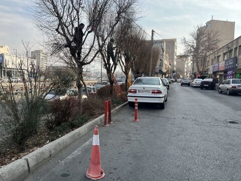 جوانسازی ۶ هزار درخت منطقه ۹ کرج با هرس زمستانه 9