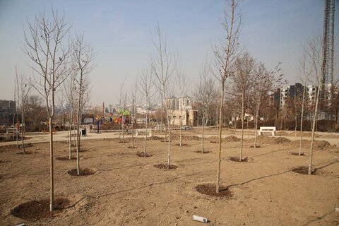 ۴۵۰ اصله درخت در پارک نبوت کاشته شد کاشت درخت پارک نبوت