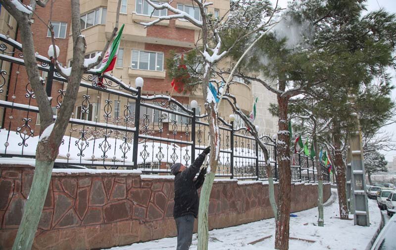 سبزبانان با برف تکانی، از درختان محافظت میکنند