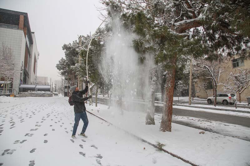 سبزبانان با برف تکانی، از درختان محافظت میکنند