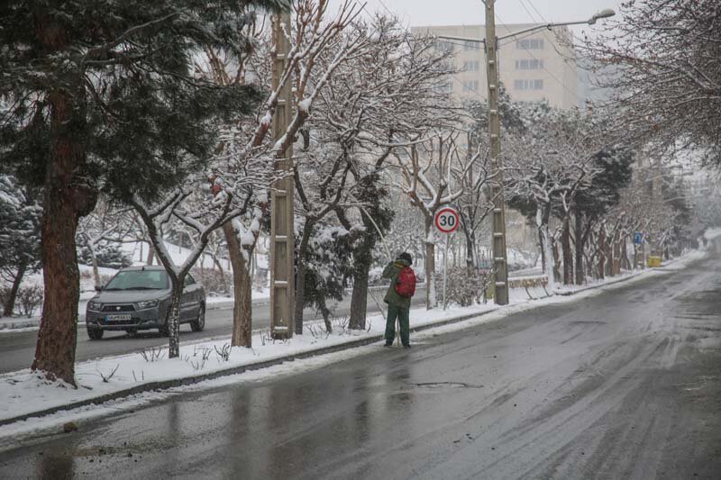 سبزبانان با برف تکانی، از درختان محافظت می‌کنند