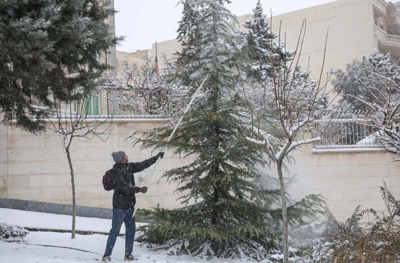 سبزبانان با برف تکانی، از درختان محافظت میکنند