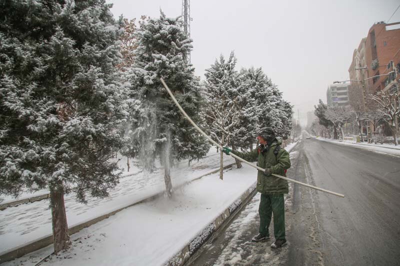 سبزبانان با برف تکانی، از درختان محافظت میکنند