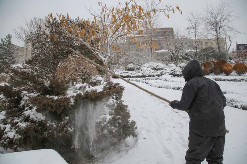 سبزبانان با برف تکانی، از درختان محافظت میکنند
