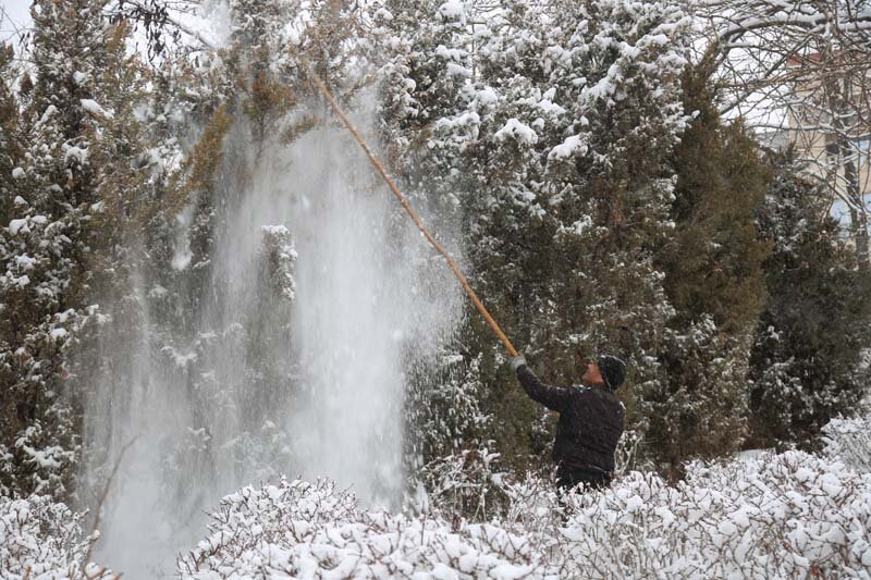 سبزبانان با برف تکانی، از درختان محافظت میکنند