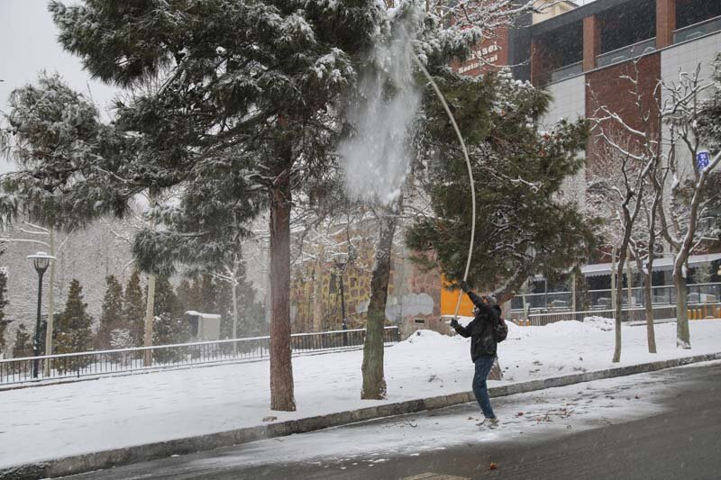 سبزبانان با برف تکانی، از درختان محافظت میکنند