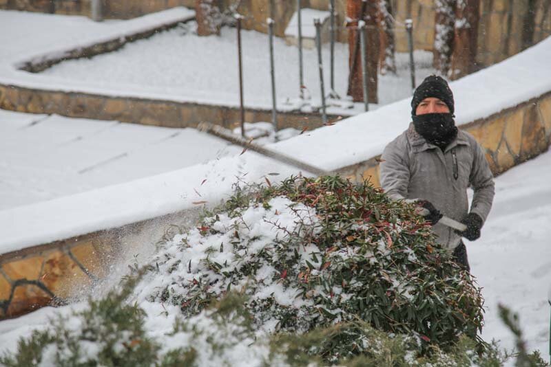 سبزبانان با برف تکانی، از درختان محافظت میکنند