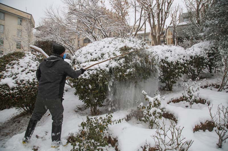 سبزبانان با برف تکانی، از درختان محافظت میکنند
