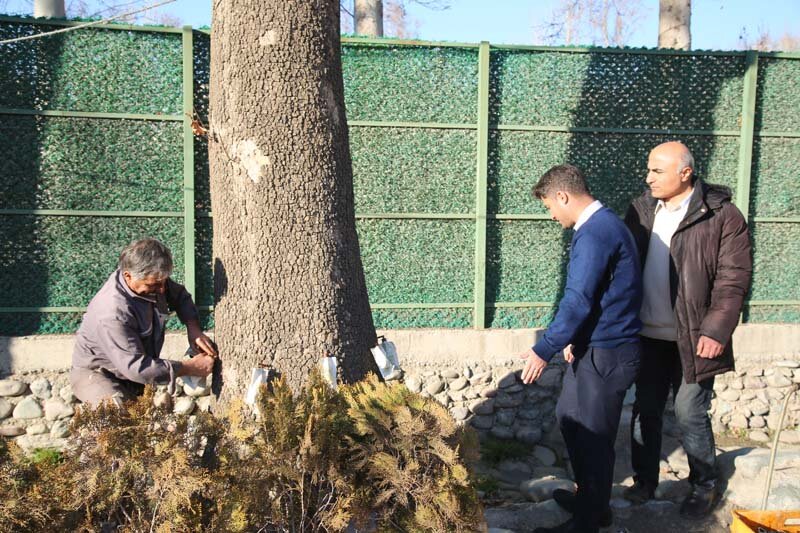 درختان چنار کرج با متدولوژی درون درمانی بازیابی میشوند