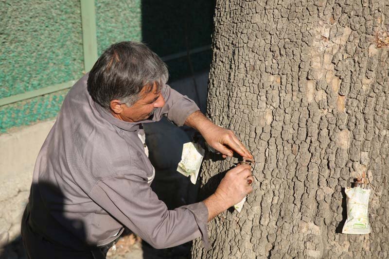 درختان چنار کرج با متدولوژی درون درمانی بازیابی میشوند