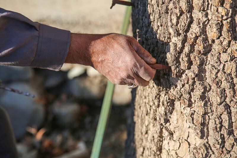 درختان چنار کرج با متدولوژی درون درمانی بازیابی می‌شوند