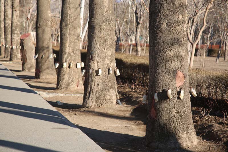 درختان چنار کرج با متدولوژی درون درمانی بازیابی می‌شوند