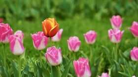 جشنواره باغ لاله ها