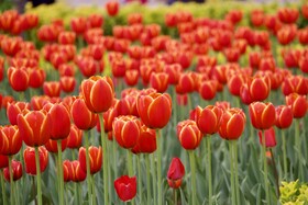 جشنواره باغ لاله ها