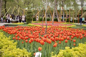 جشنواره باغ لاله ها