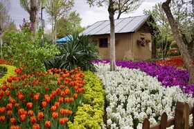 جشنواره باغ لاله ها