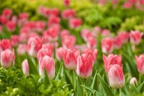 جشنواره باغ لاله ها