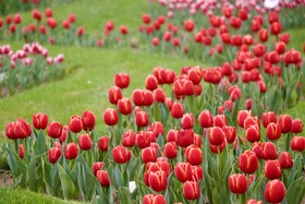 جشنواره باغ لاله ها