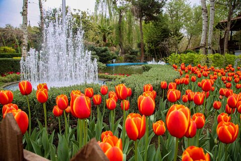 جشنواره لالهها بهترین فرصت برای توسعه گردشگری رویدادمحور یازدهمین جشنواره لاله ها