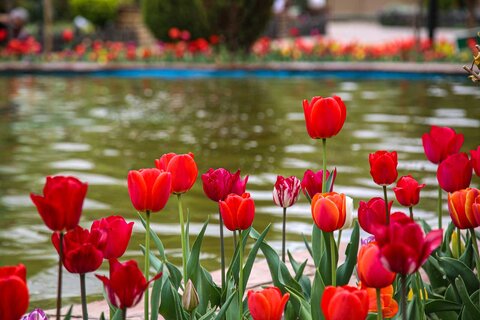 در شهر شهیدان لاله میروید و خاطرهها جان میگیرند یازدهمین جشنواره لاله ها