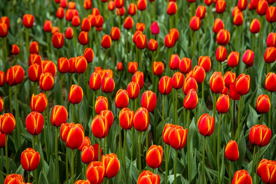 در شهر شهیدان لاله میروید و خاطرهها جان میگیرند