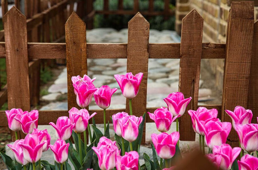 جشنواره لالهها بهترین فرصت برای توسعه گردشگری رویدادمحور