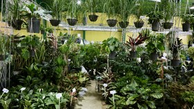 چهارمین روز جشنواره لاله ها