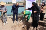 کاشت ۱۱۰ اصله درخت در بهشت سکینه(س)/درختان بر مزار رفتگان سایه می‌افکنند
