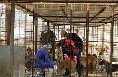 سگهای بلاصاحب واکسینه شدند