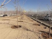 کاشت ۵۰۰۰ اصله درخت در کمربندی مهرشهر کرج