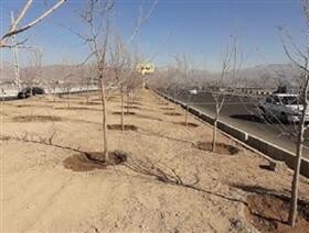 کاشت ۵۰۰۰ اصله درخت در کمربندی مهرشهر کرج