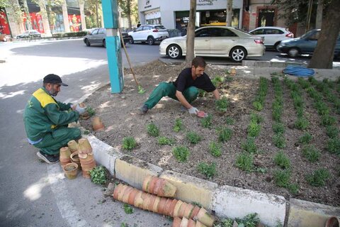 کاشت گل داوودی
