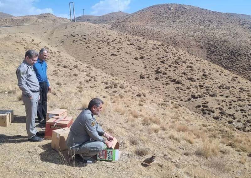 پرواز دوباره پرندگان تیمار شده در آسمان کرج