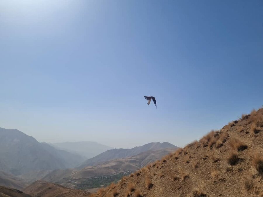 پرواز دوباره پرندگان تیمار شده در آسمان کرج