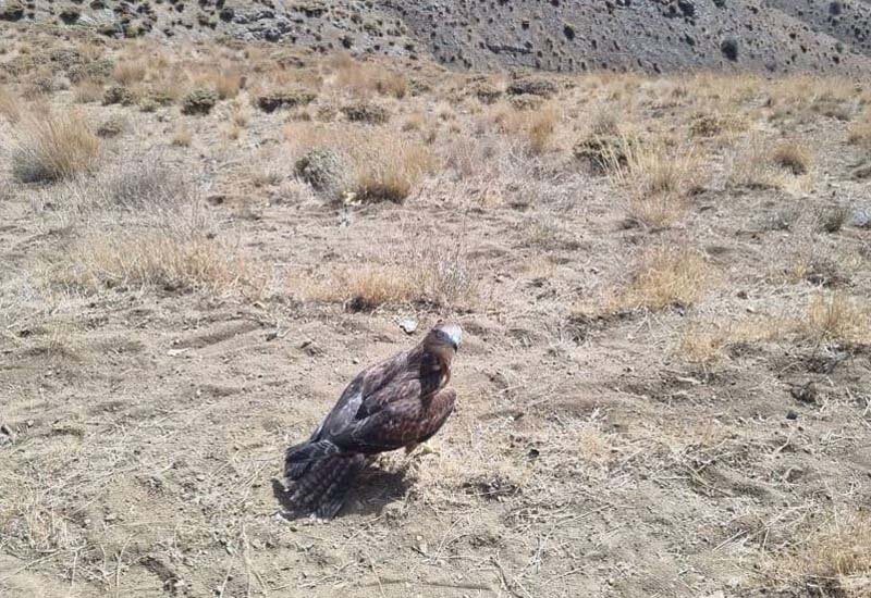 پرواز دوباره پرندگان تیمار شده در آسمان کرج