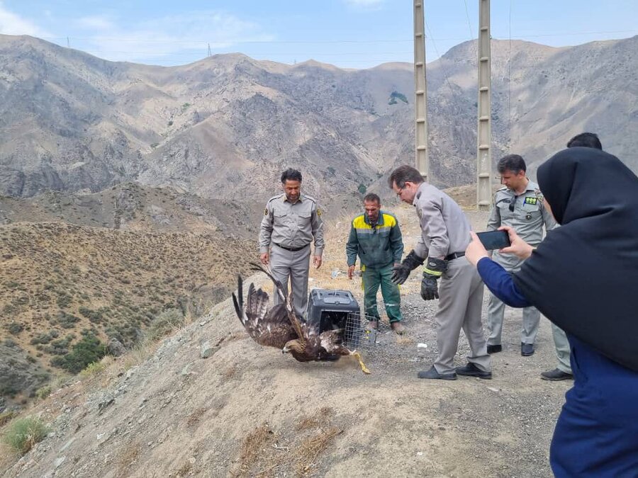 پرواز دوباره پرندگان تیمار شده در آسمان کرج