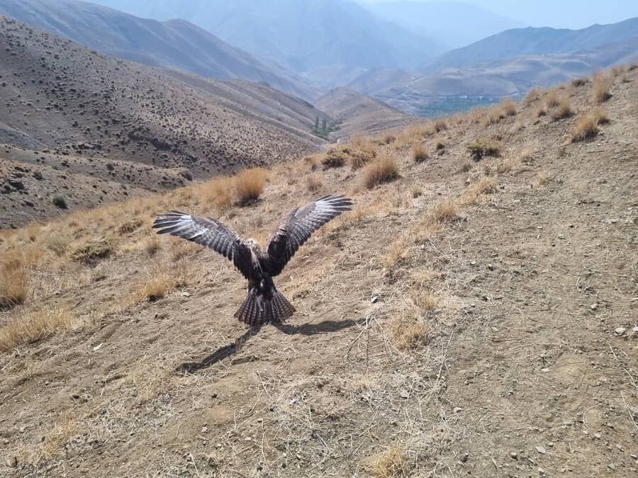 پرواز دوباره پرندگان تیمار شده در آسمان کرج