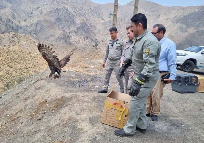 پرواز دوباره پرندگان تیمار شده در آسمان کرج