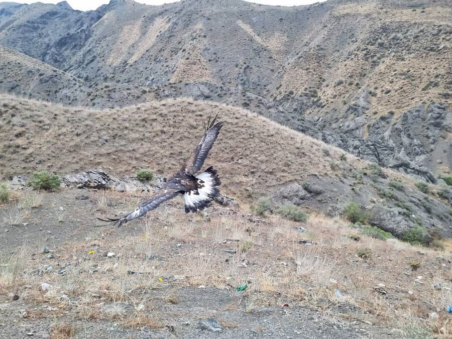 پرواز دوباره پرندگان تیمار شده در آسمان کرج