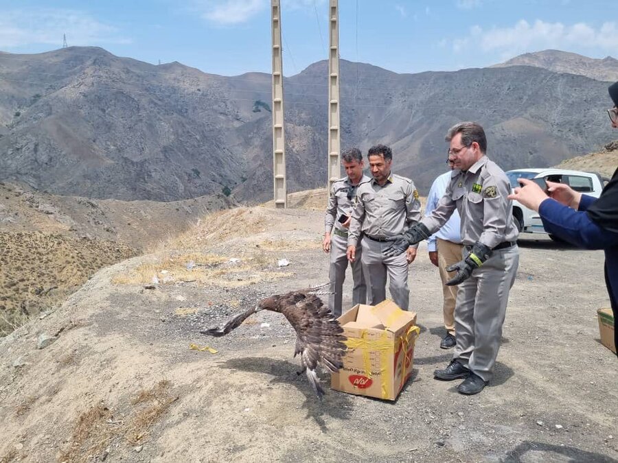 پرواز دوباره پرندگان تیمار شده در آسمان کرج