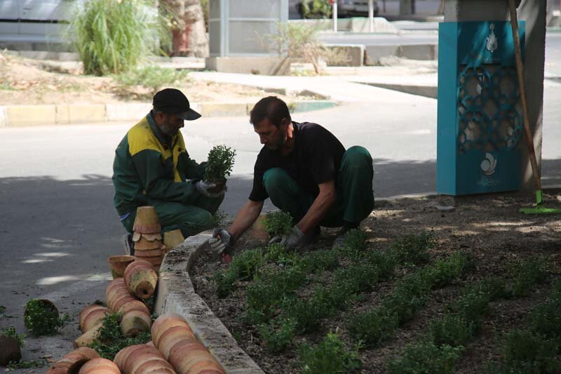 ۵۶۵ هزار گل داوودی در کرج کاشته شد/تداعی بهار در پاییز