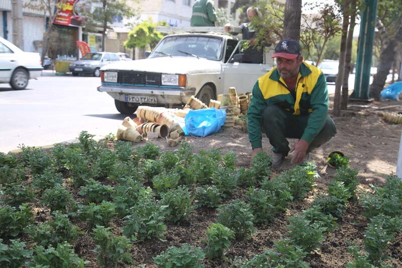 ۵۶۵ هزار گل داوودی در کرج کاشته شد/تداعی بهار در پاییز