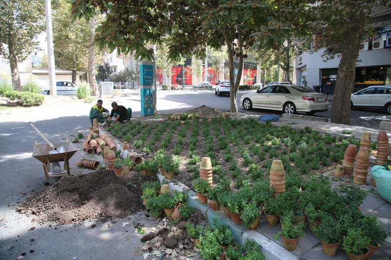 ۵۶۵ هزار گل داوودی در کرج کاشته شد/تداعی بهار در پاییز