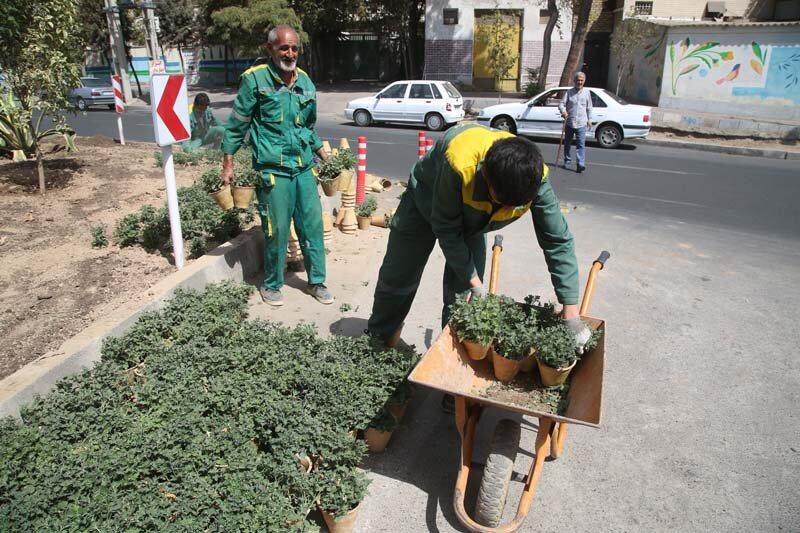 ۵۶۵ هزار گل داوودی در کرج کاشته شد/تداعی بهار در پاییز