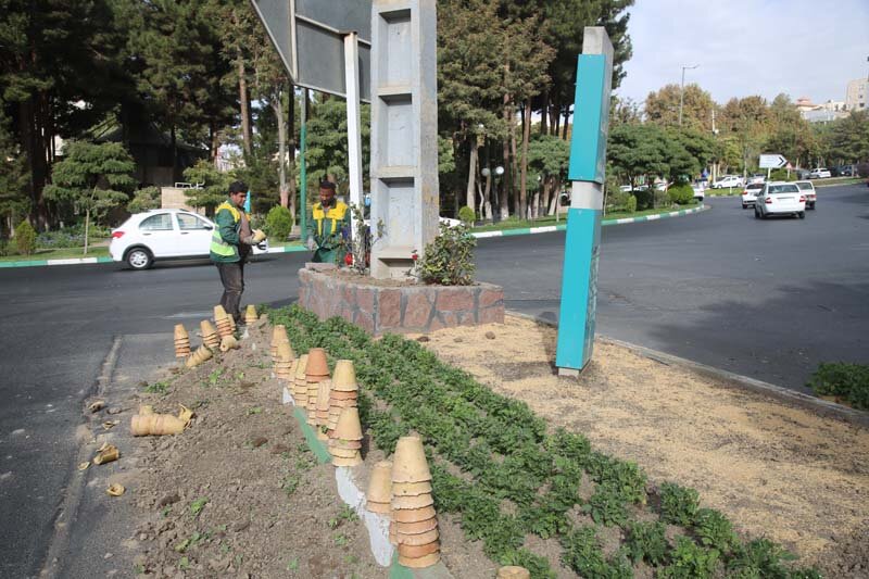 ۵۶۵ هزار گل داوودی در کرج کاشته شد/تداعی بهار در پاییز