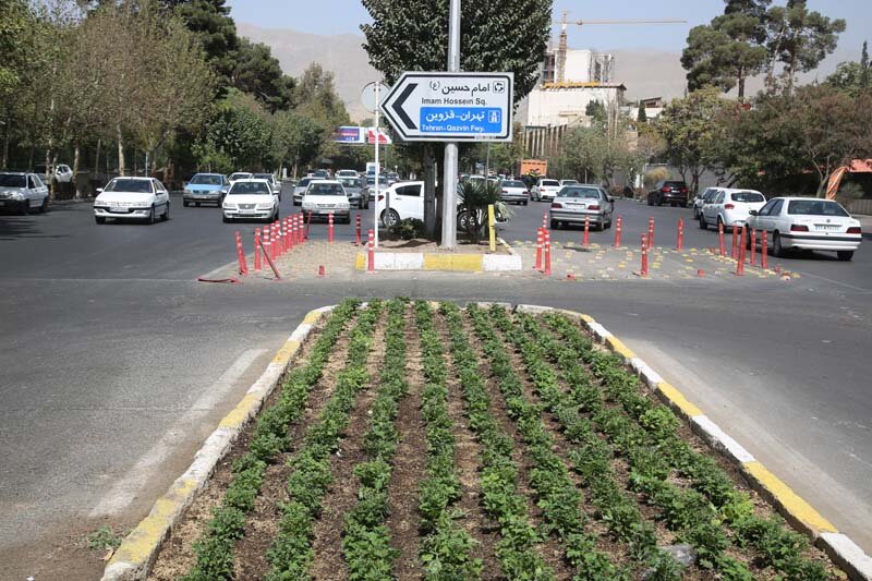 ۵۶۵ هزار گل داوودی در کرج کاشته شد/تداعی بهار در پاییز